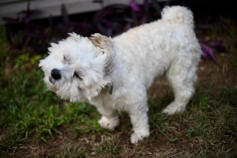 fido (10)